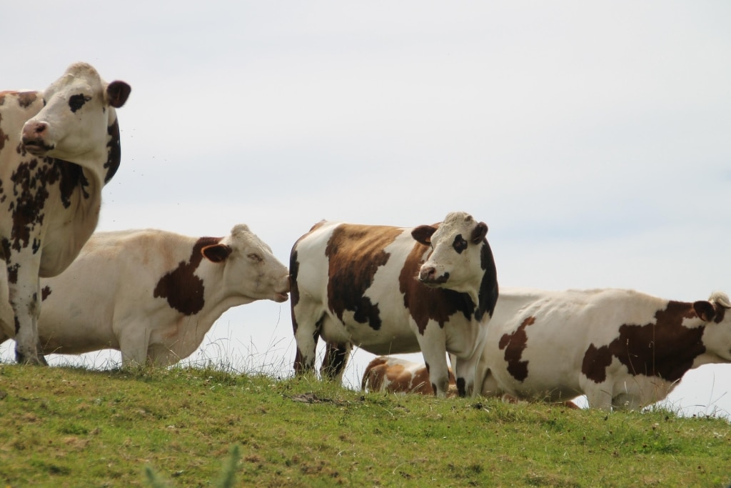 jannijman cows 975976 1920