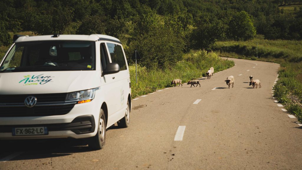 van bord route cochons nature