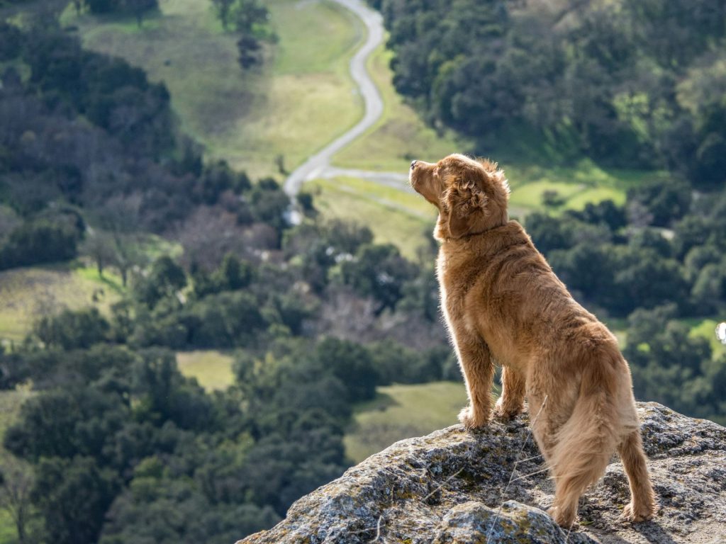 balade chien nature
