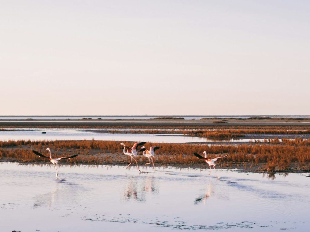 marais salants flamants roses