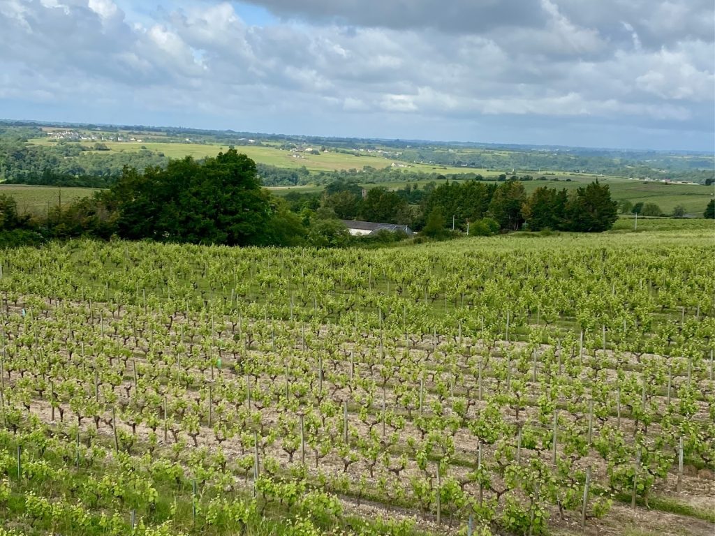 vignes bourgogne